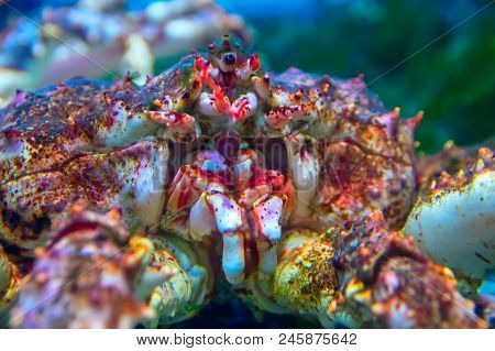 Kamchatka Crab, Close Up (paralithodes Camtschaticus). Front View.