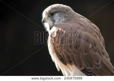 This Is A Close Up Of A Nankeen Australian Kestrel
