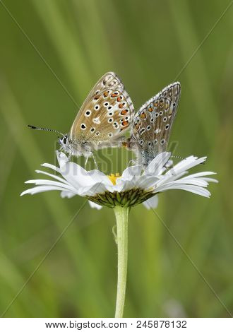 Adonis Blue Butterfly - Lysandra Bellargus 
Mating Pair On  Oxeye Daisy - Leucanthemum Vulgare