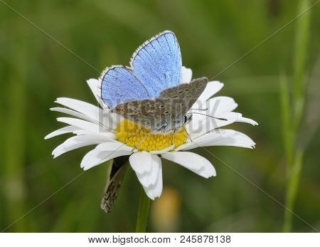 Adonis Blue Butterfly - Lysandra Bellargus 
Male On  Oxeye Daisy - Leucanthemum Vulgare With Female 