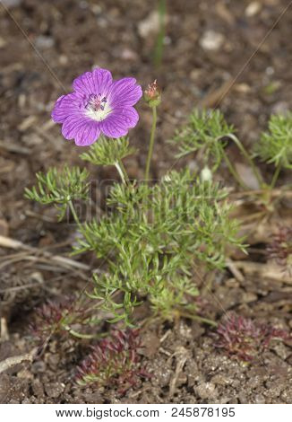 Carpet Geranium - Geranium Incanum 
From South Africa