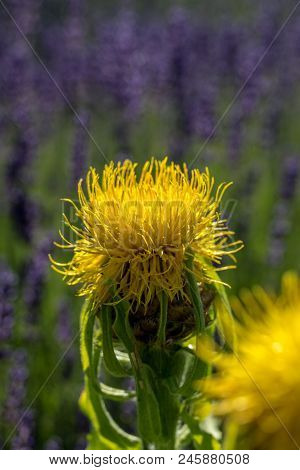 Blooming Yellow Star-thistle Flowers On Lavender Field Background