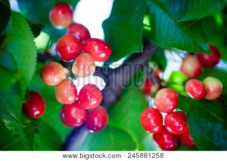 Ripe Red Delicious Useful Cherry On A Tree In The Summer. Useful Dietary Fruits With Vitamins For He