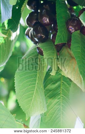 Ripe Red Delicious Useful Cherry On A Tree In The Summer. Useful Dietary Fruits With Vitamins For He