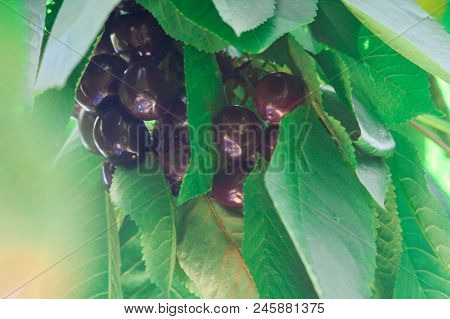 Ripe Red Delicious Useful Cherry On A Tree In The Summer. Useful Dietary Fruits With Vitamins For He