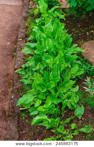 Fresh Organic Sorrel Leaves Pattern Background For Salad Or Soup. First Spring Greens - Sorrel