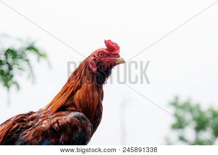 Chicken With Beautiful Colors At The Sky.