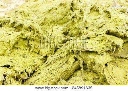 Close-up Green Algae Background. Seaweed Texture. Ecology And Natural Disasters Concept.