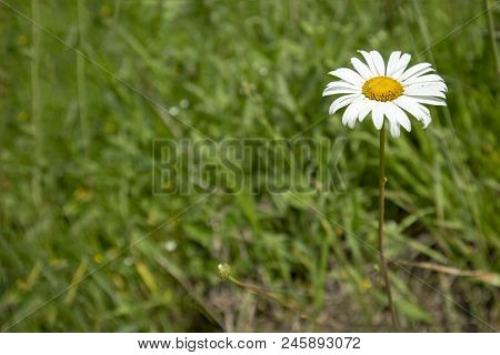 Abstract Image Texture For Designers With Flower Of White Daisywheel In The Garden Grass