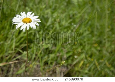 Abstract Image Texture For Designers With Flower Of White Daisywheel In The Garden Grass