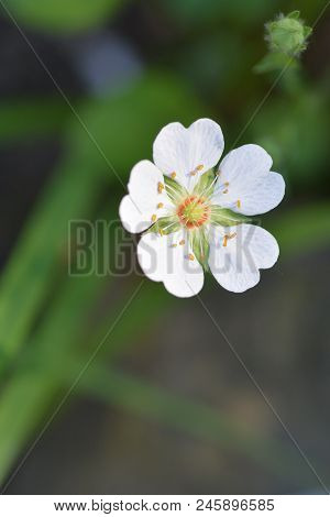 Close Up Rock Cinquefoil White Flower - Latin Name Potentilla Rupestris