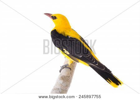 Eurasian Golden Oriole (oriolus Oriolus)
