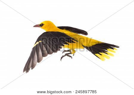 Eurasian Golden Oriole (oriolus Oriolus)