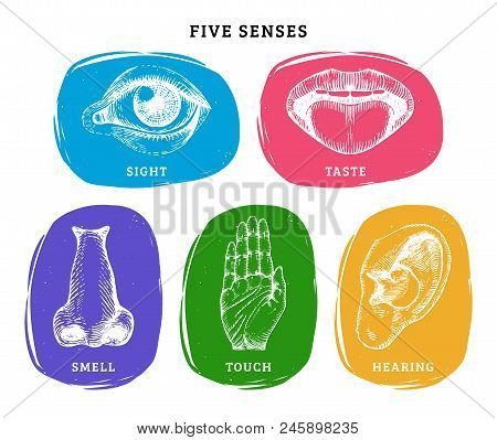 Icons Set Of Five Human Senses In Engraved Style. Vector Color Illustration Of Sensory Organs.