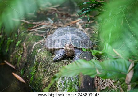 A Little Galapagos Giant Land Turtle In Zoo