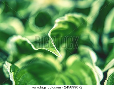 The Hosta Plant.  Decorative Form Of Popular Flower, Village Park With Flower Beds