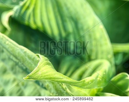 Hostas Are Herbaceous Perennial Plants Growing From Rhizomes Or Stolons With Broad Lanceolate Or Ova