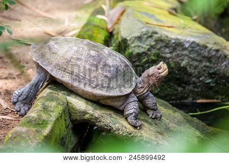 A Little Galapagos Giant Land Turtle In Zoo