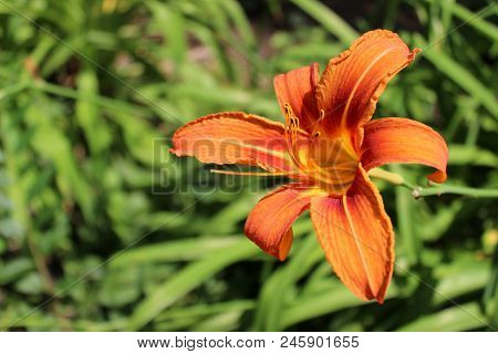Isolated Orange Nankeen Lily In A Sunny Day