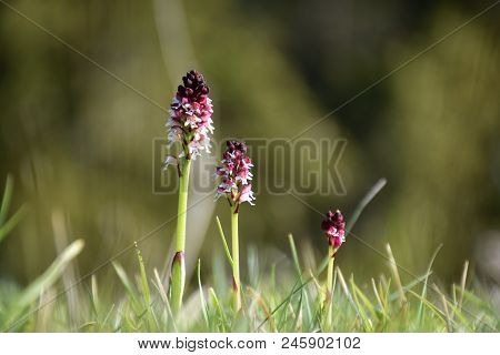 Beautiful Growing Burnt Orchids, Orchis Ustulata, In A Low Angle View At The Swedish Island Oland
