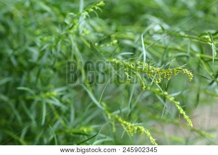 Estragon Flower Buds - Latin Name - Artemisia Dracunculus