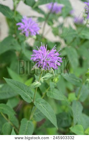 Wild Bergamot Flower - Latin Name - Monarda Fistulosa