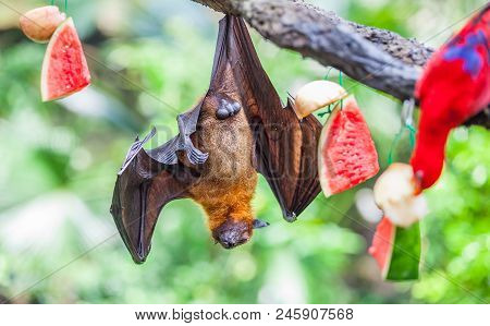 Megabat Flying-fox Resting On A Tree Branch Near With Watermelon On Zoo