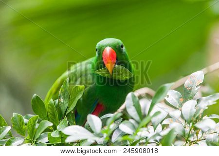 Green Parrot With A Leaf In Its Beak On Background With Greenary