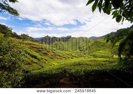 Cameron Highlands Bharat Tea Plantation