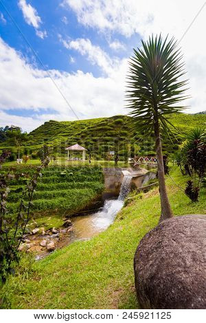 Cameron Highlands Bharat Tea Plantation