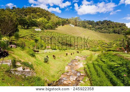 Cameron Highlands Bharat Tea Plantation