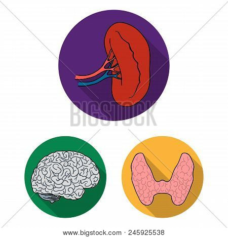 Human Organs Flat Icons In Set Collection For Design. Anatomy And Internal Organs Vector Symbol Stoc