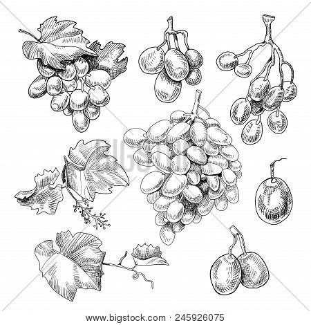 Grapes Bunch Sketch. Black Berry Growing In Clusters On A Grapevine, Eaten As Fruit, Used In Making 
