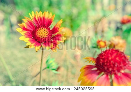 Rudbeckia Hirta 'cappuccino' Aka Black-eyed Susan Yellow, Orange And Red Flower