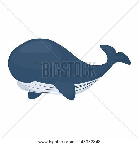 Humpback Whale Character Isolated White Background. Sea Marine Mammal Ocean Nature Water Animal Vect