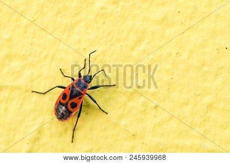 Firebug Insect Or Bug (pyrrhocoris Apterus) On Yellow Wall. Closeup Macro.