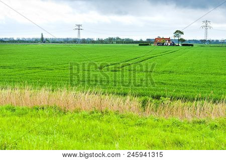Agriculture On Land Reclaimed From The See In Netherlands. Tidal Marsh And Meadows Formed By Dams In