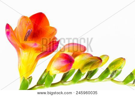 Beautiful Fressia Flower Isolated On White Background