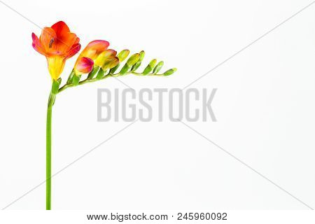 Beautiful Fressia Flower Isolated On White Background