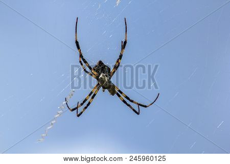 Multi-colored Argiope Spider That Lives In Nature.