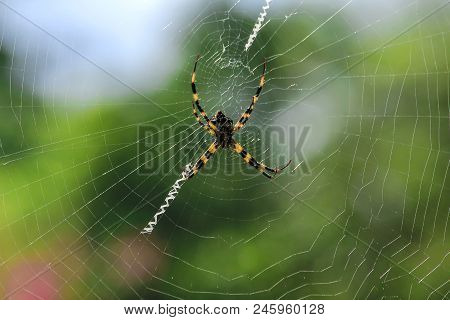 Multi-colored Argiope Spider That Lives In Nature.