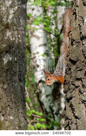 squirell op de boom