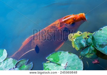 Japan Koifish Carp In Koi Pond, Koicarp In Water Lake