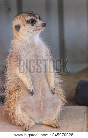 Little Surakat Sitting In Funny Pose. Close Up