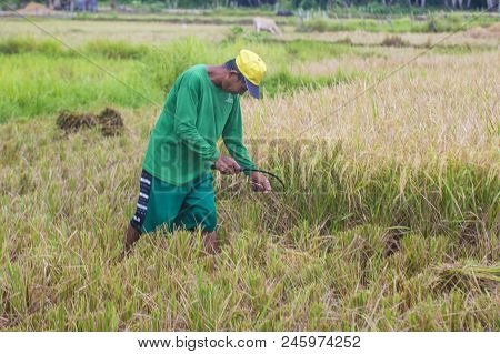 Marinduque , Philippines - March 31: Filipino Farmer Working At A Rice Field In Marinduque Island Th