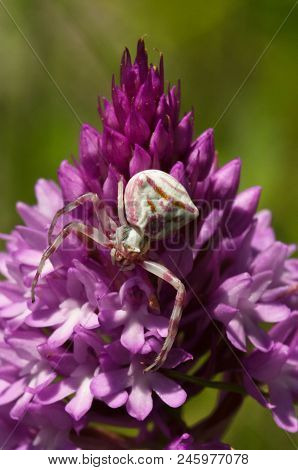 Crab Spider (thomisus Onustus) Hiding In Plain Sight, Camouflaged On A Wild Pyramidal Orchid (anacam