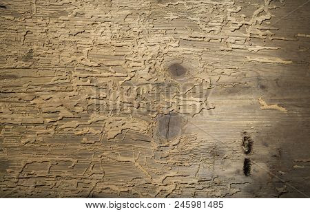 Invoice Of Old Tree From Boards Board, Dark