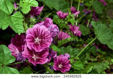 The Pink Hollyhock Alcea Rosea Are Blooming.