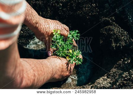 Female Hands Plant A Green Plant In The Ground. On His Hands A Shadow From The Net. Hands In Pattern