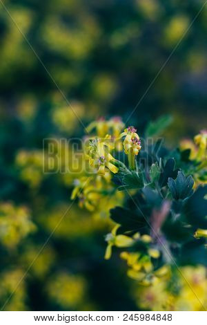 Yellow Flowers Of Gooseberry. The Gooseberry Bush In The Spring. On Branches With Green Leaves Bloss